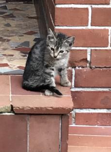 Katzenbabys 12 Wochen