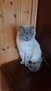Schottische faltohrkatze