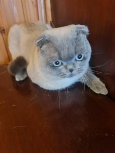Schottische faltohrkatze