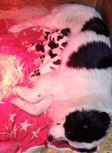 Landseer Bernhardiner Welpen