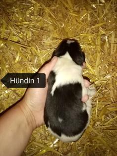 Landseer Bernhardiner Welpen
