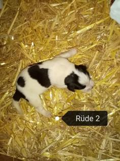 Landseer Bernhardiner Welpen