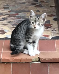 12 Wochen alte Kitten suchen ein neues Zuhause