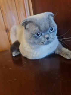 Schottische faltohrkatze