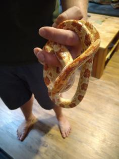 3 Kornnattern 1 Weibchen 2 Männchen