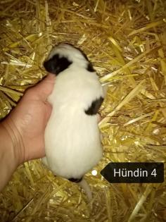 Landseer Bernhardiner Welpen