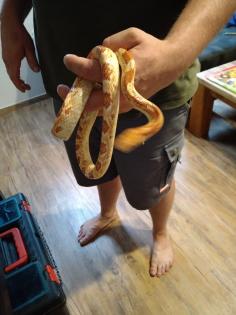 3 Kornnattern 1 Weibchen 2 Männchen