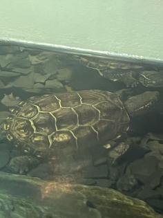 Eine chinesische Dreikielschildkröte