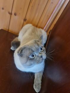 Schottische faltohrkatze