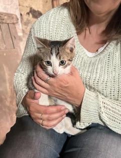 Katzenbabys 12 Wochen