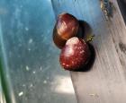 Rote Rennschnecke nur noch bis 14. 07.