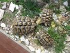 Gruppe 1 2 Griechische Landschildkröten Thb