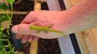 NZ 0 0 5 Phelsuma Grandis / Großer Madagaskar Taggecko abzugeben