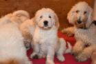 Zauberhafte Chow Poo ähnl. Bernedoodle / Goldendoodle suchen ihre Familien