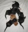 Unsere süssen Mai Maine-Coon-Kätzchen sind da -