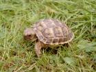 Vierzehen Landschildkröten NZ2008
