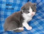 Maine Coon Kitten