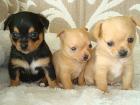 Chihuahua-Welpen in Lang und Kurzhaar VDH/ FCI