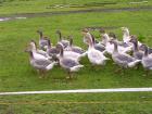 Altdeutsche Landgänse