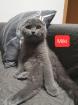 Ich biete zwei süßen Katzen
