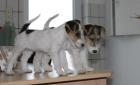 Drahthaar Foxterrier Welpen.