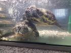 Rotwangen-Schmuckschildkröten