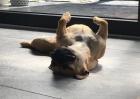 Zuckersüße Luna sucht ein neues Zuhause
