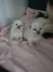 Ragdoll/Heilige Birma Kitten