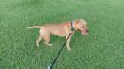 Süße Pittbull/ Stafford Dame sucht dringend neues zuhause