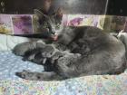 Russisch blau Kitten Kater ab Mitte Juni zur Abgabe