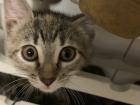 Babykatzen abzugeben