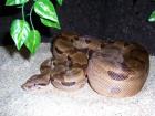 Abgottschlange Boa Constrictor abzugeben
