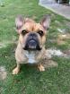 Französische Bulldogge