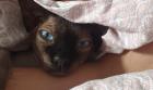 Sphynx Kater Loki in liebevolle Hände abzugeben
