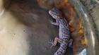 Geckos und Terrarium