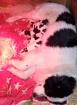 Landseer Bernhardiner Welpen