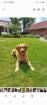 Deckrüde Golden-Retriever mit Erfahrung