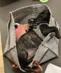 Französische Bulldogge in liebevolle Hände abzugeben.