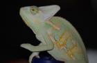 Natürliche Vitamin- Mineralien-Versorgung für Reptilien
