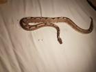 Königspython Python Regius 1. 0 Spider