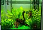 Aquarium Pflanzen abzugeben nur noch bis 14. 07.