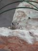 3 Skorpionschwanzgeckos abzugeben