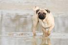 Mops Deckrüde