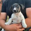 Jack Russel Welpen