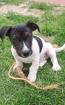 Jack Russel Welpen zuverkaufen
