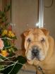 Bella Shar-Pei Hündin