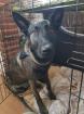 X Herder Hündin sucht perfektes zu Hause