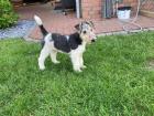 Kleine Drahthaar Foxterrier