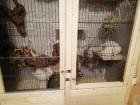 Zwei Chinchilladamen mit großen Käfig
