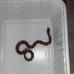Lampropeltis triangulum syspila Königsnatter